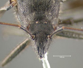 Media type: image;   Entomology 619226 Aspect: head frontal view